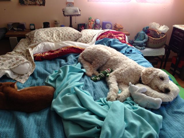 Photo of bed 11-14. Susan Shie 2014