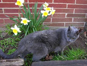 Meeper, our old gray cat. Susan Shie 2006.