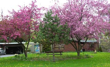Spring in Wooster this year.Susan Shie 2006.