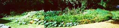 This is our big Rainbow Garden