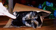 Marigold in a bag!