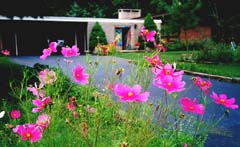 Cosmos growing at the end of our driveway.