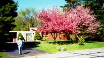 Jimmy and the crabtrees, blooming.