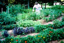 The garden in August.