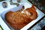 Willy Pendejo in the sink.