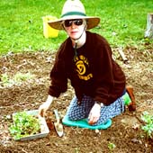 Me transplanting some volunteersJames Acord 2001.