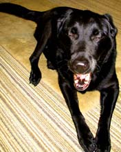 Hattie Spooler, after her surgery.�Susan Shie 2002.