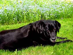 Hattie and the Forget Me Nots.Susan Shie 2005.