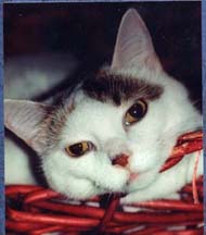 Our cat Rita.Patty Hieb 2004.